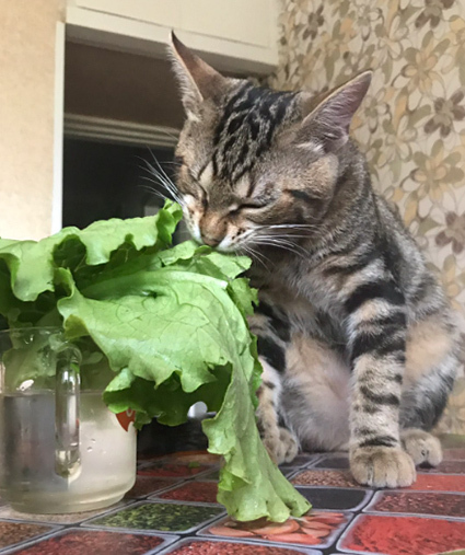    -      cat eats Spring onion - YouTube