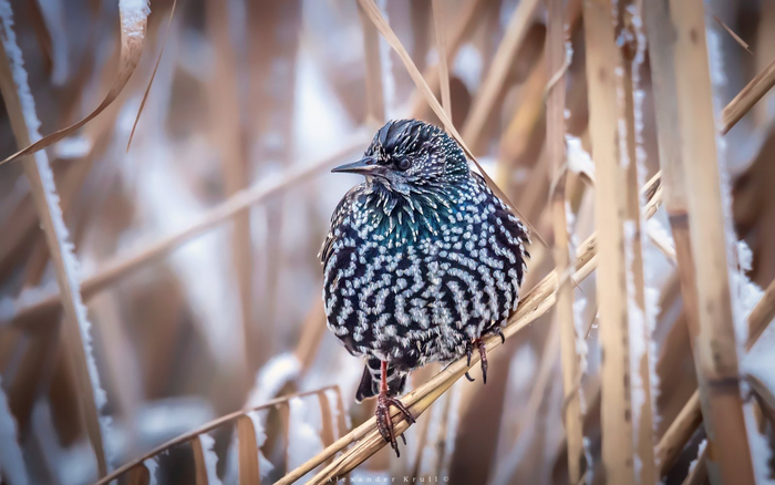Фото: Александр Круль <a href="https://pikabu.ru/story/chtoto_stalo_kholodat_11058973?u=https%3A%2F%2Frtraveler.ru%2Fphoto%2F1448112%2F%3Feditorial_photos%3D1&t=%D0%BE%D1%82%D1%81%D1%8E%D0%B4%D0%B0&h=532ec45c15ae5615834ae9ba4f4501ffcf8f02d2" title="https://rtraveler.ru/photo/1448112/?editorial_photos=1" target="_blank" rel="nofollow noopener">отсюда</a>