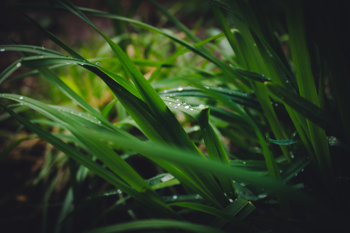 Травушка Трава, Зеленый, Фотография, Начинающий фотограф, Роса, После дождя, Капли, Длиннопост