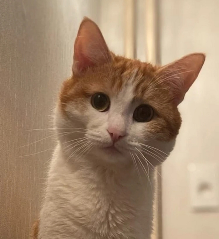 Прощай, Твикс, нам будет не хватать тебя!