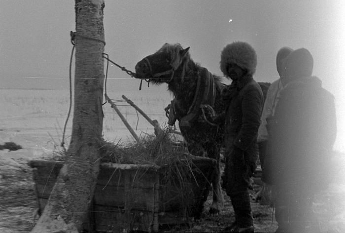 А вот и мохнатая лошадка. Слева. А справа не менее мохнатый Игорь