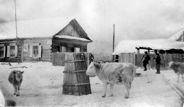 Мохнатые коровы в Катуни