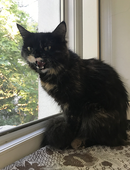 Злая Сметана.