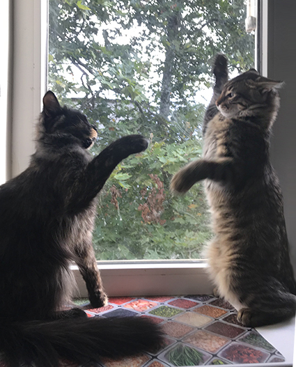 Сметана нападает на подросшего Малыша.