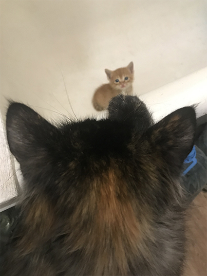 Опять в дом принесли гадость с улицы, - думала Сметана.