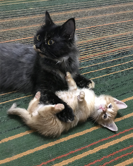 Сметана и Рыжик