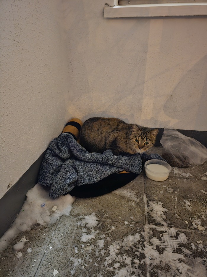 Выкинули кисоньку. Нужна помощь