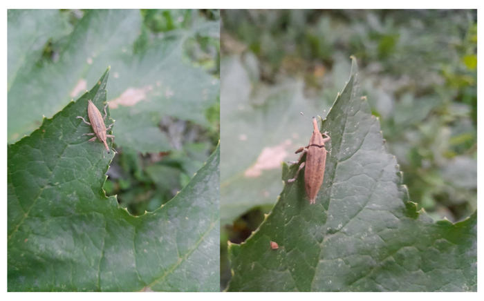 Взрослый фрачник познает мир.