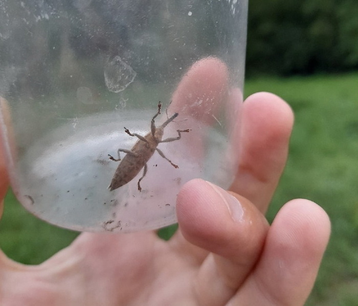 Взрослый фрачник в баночке-переноске. Имеет забавный вид и точно не мерзкий, на мой взгляд :)