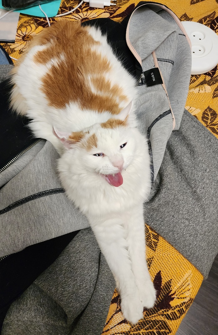         -       11 ?       )