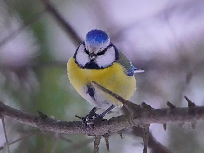 Суровые синички Елагина острова