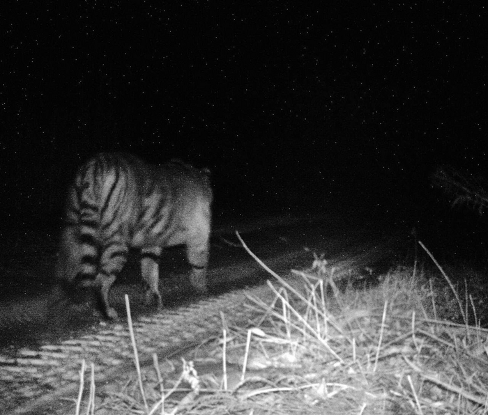 Переходы леопардов и тигров через железную дорогу привлекли внимание учёных