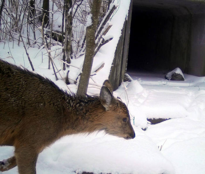 Данные получены по 15 видам млекопитающих