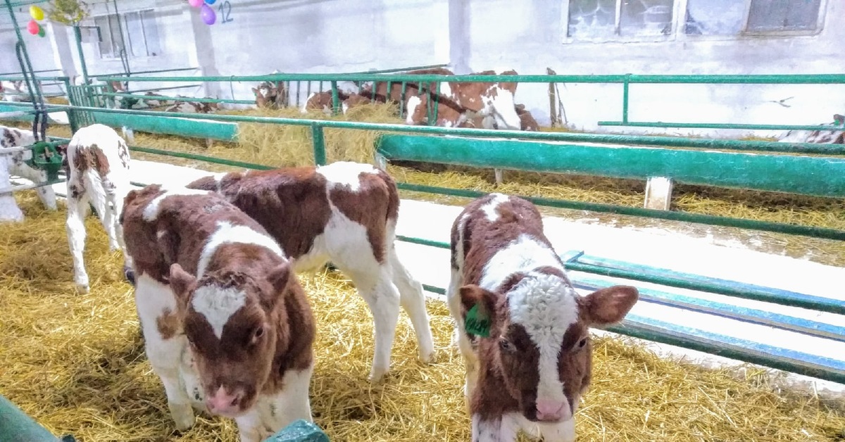 Ветеринария крс. Диспепсия молодняка крс. Лечат телята. Ветеринария в сельском хозяйстве. Диспепсия молодняка телят.