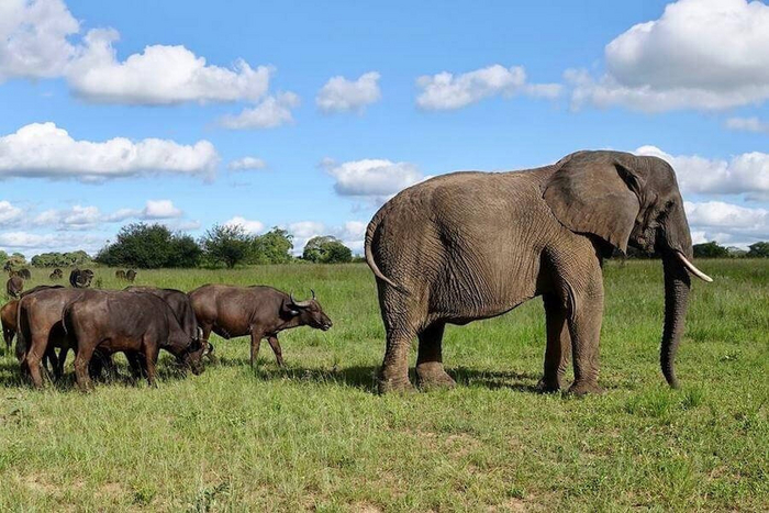 Ну и деваха выросла! Красотка! За ней поди все мальчишки в стаде табуном ходят!