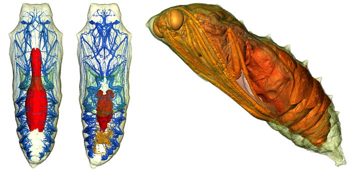 Ответ на вопрос, как выглядит гусеница внутри куколки, наглядно.