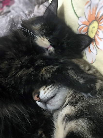 Сметана и Кутузя спят в обнимку.