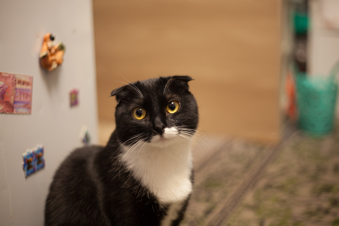 Шотландский кот: истории из жизни, советы, новости, юмор и картинки —  Горячее | Пикабу