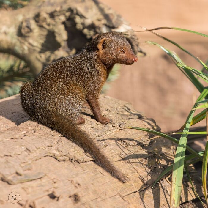 Карликовый мангуст