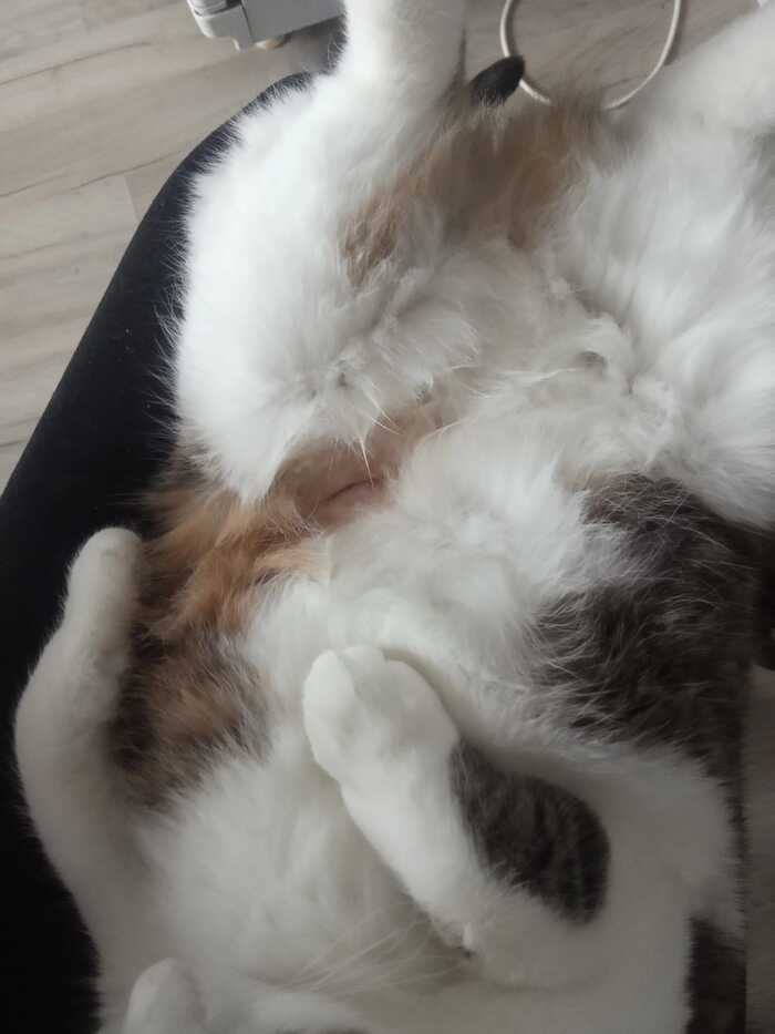 Стому ветеринар вывел почему то на живот, потом после консультировались онлайн у ветеринара из Санкт-Петербурга, нам сказали что стоит так на животе не надо было вводить.