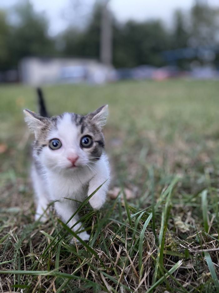 Это он котеноком, вчерашний подобрыш.