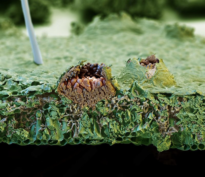 Ткани листа сои поражённые ржавчинным грибком. Мицелий гриба обозначен серым цветом