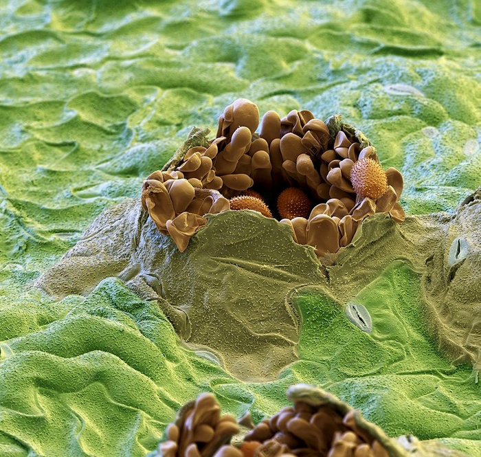 Мицелий прорывает поверхность листа и образует бугорок с органами размножения и новыми спорами