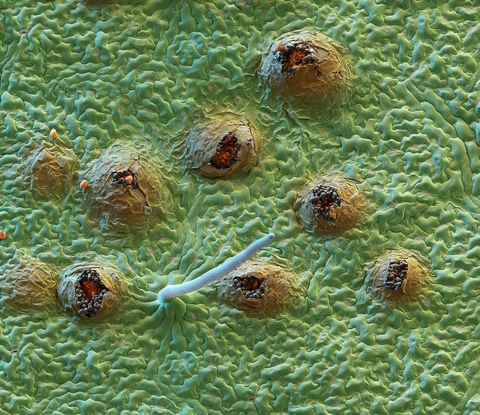 Бугорки ржавчинного гриба на поверхности листа