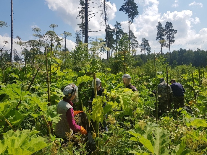Видно, что часть зонтов уже обрезана. Важный нюанс — обрезку проводим как можно выше к цветам, так можно «обмануть» БС.
