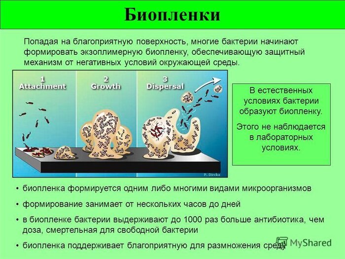 Биоплёнка