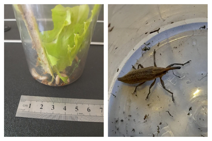 Личинки в маленькой ёмкости и уже взрослый фрачник. Еще три личинки погибли (возможно, сказалась жаркая погода).