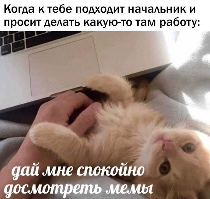    Telegram (), ,   