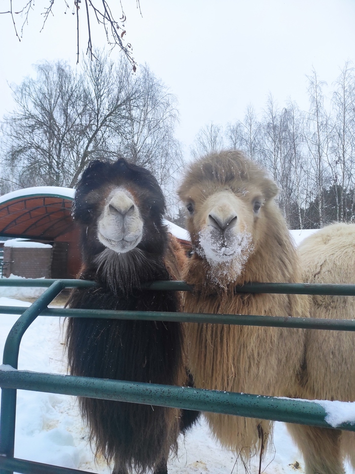 �������, 2024