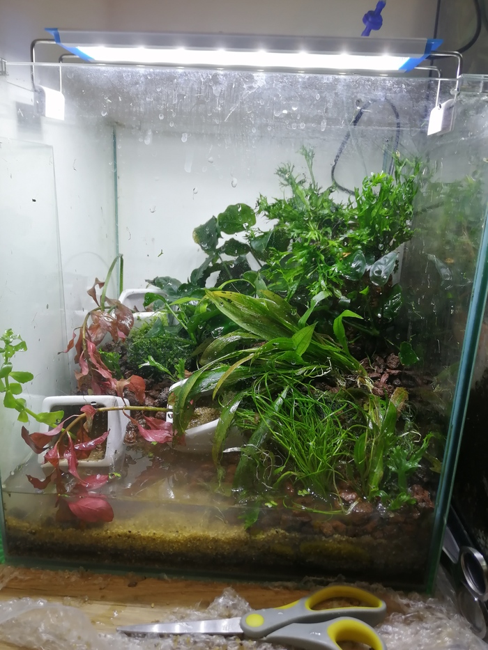 Скейп готов и засажен, начинаю заливать воду. Идея нового аквариума, думаю, понятна. В процессе верх коры залепил винделом. Теперь "чехол" совсем не видно. Залил воды примерно до половины, чтобы запустить фильтр. через час долил до полного и запустил рыб.