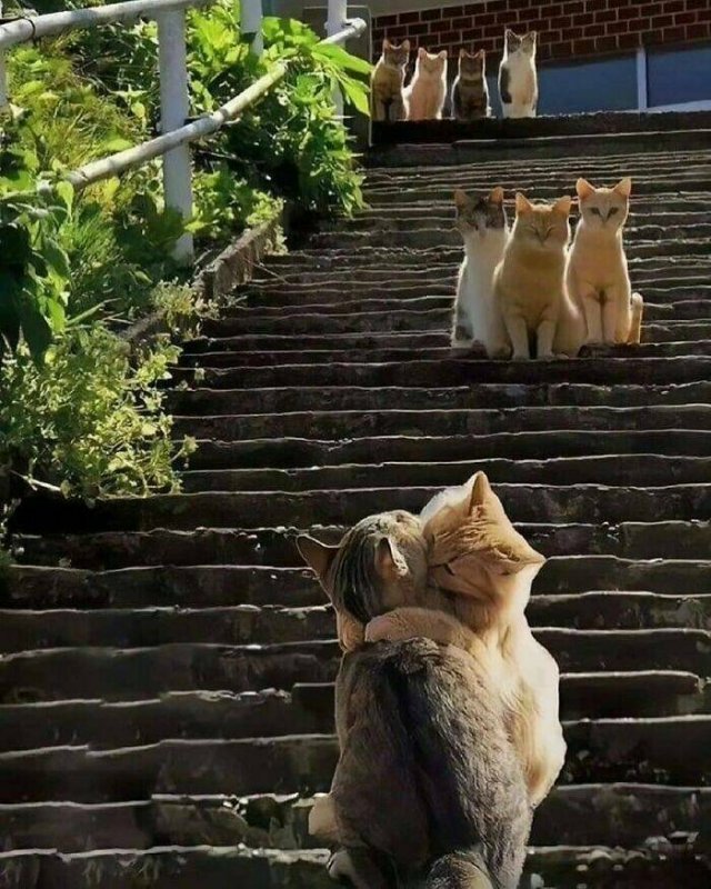 Родственники жениха, родственники невесты