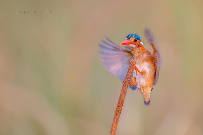 Малахитовый зимородок