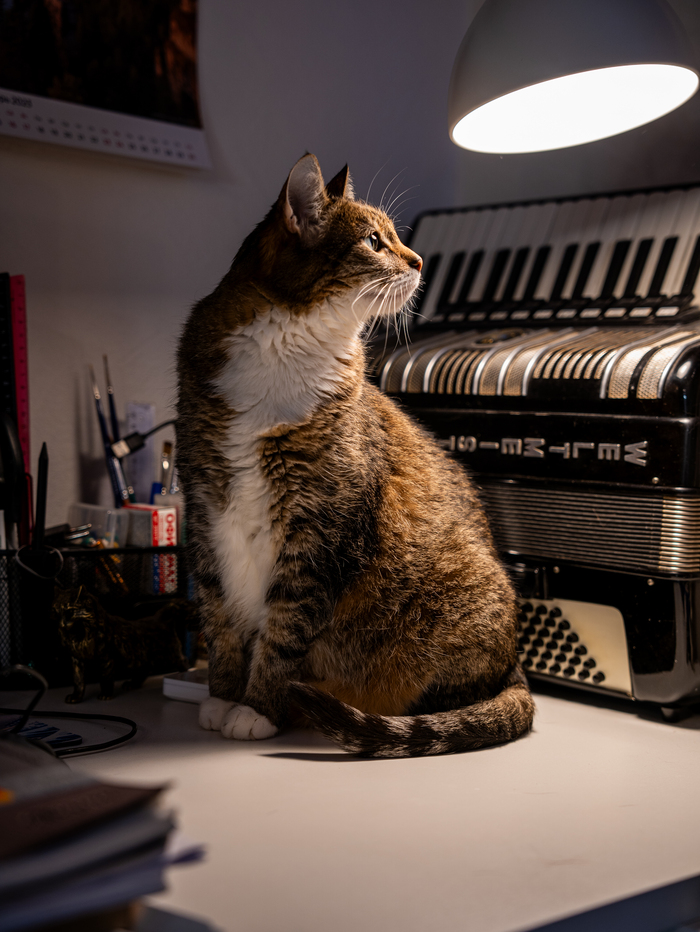 Сфотографировал сегодня девушкину кошь. Зовут Аграфена.