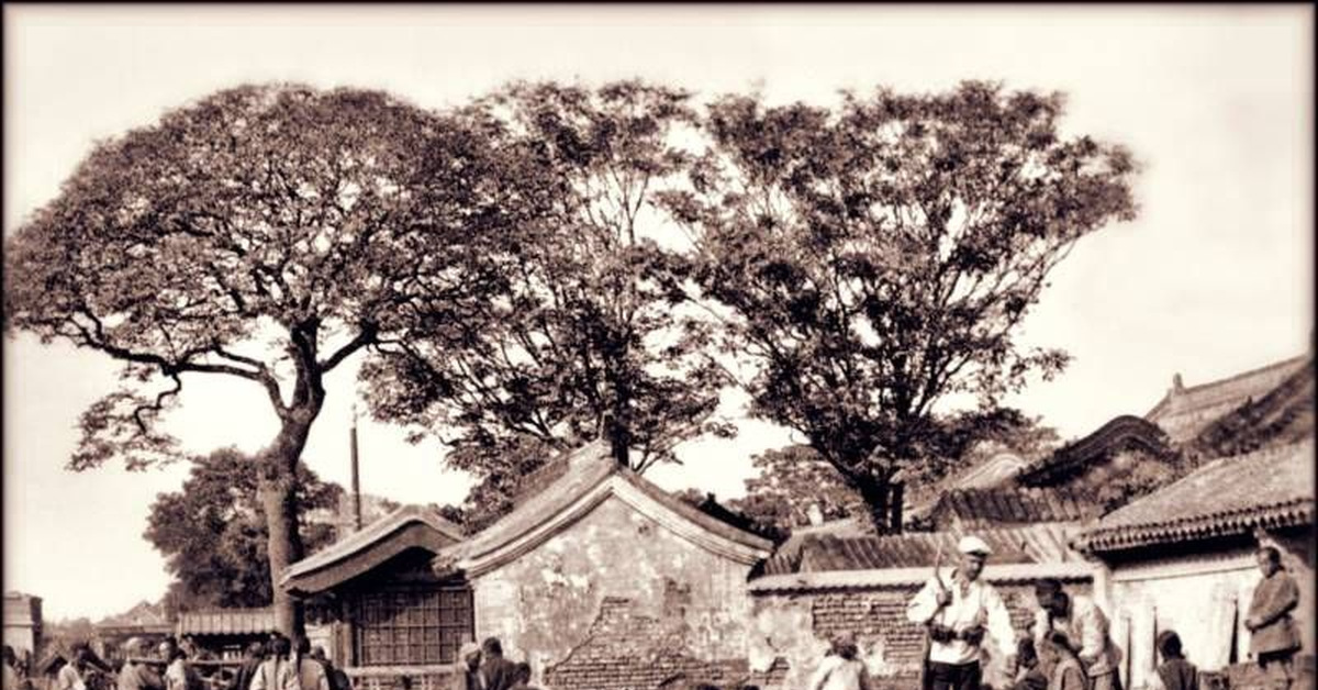 Китайские верблюды | Пикабу