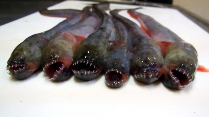 Не выходи из комнаты, не совершай ошибки!