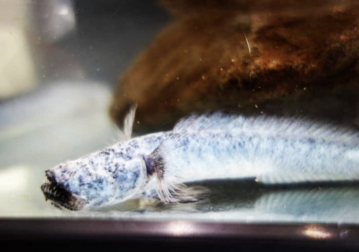 И как этим наесться?