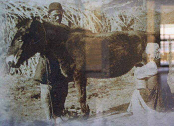 Дойка кобылицы