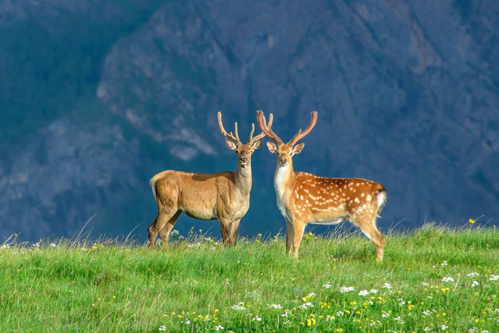 Кавказский заповедник.
