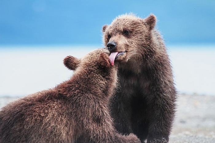 Курильское озеро, Кроноцкий заповедник, Камчатка.