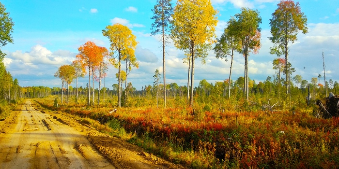 Светофоры-великаны