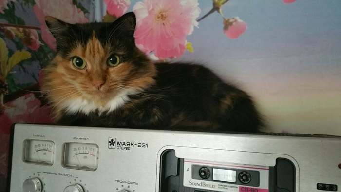 Котя другого участника чата!