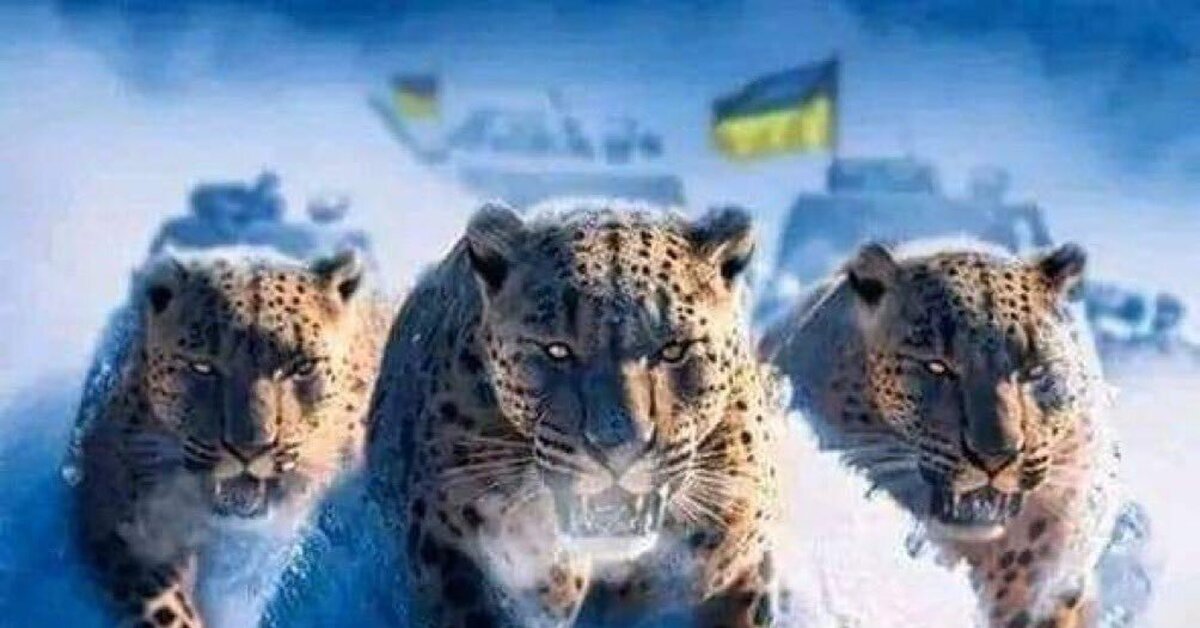 Леопарды | Пикабу