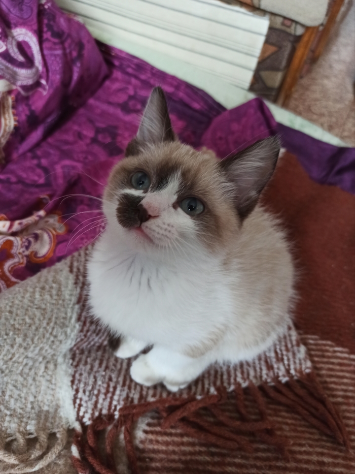 -   ,  , ,  