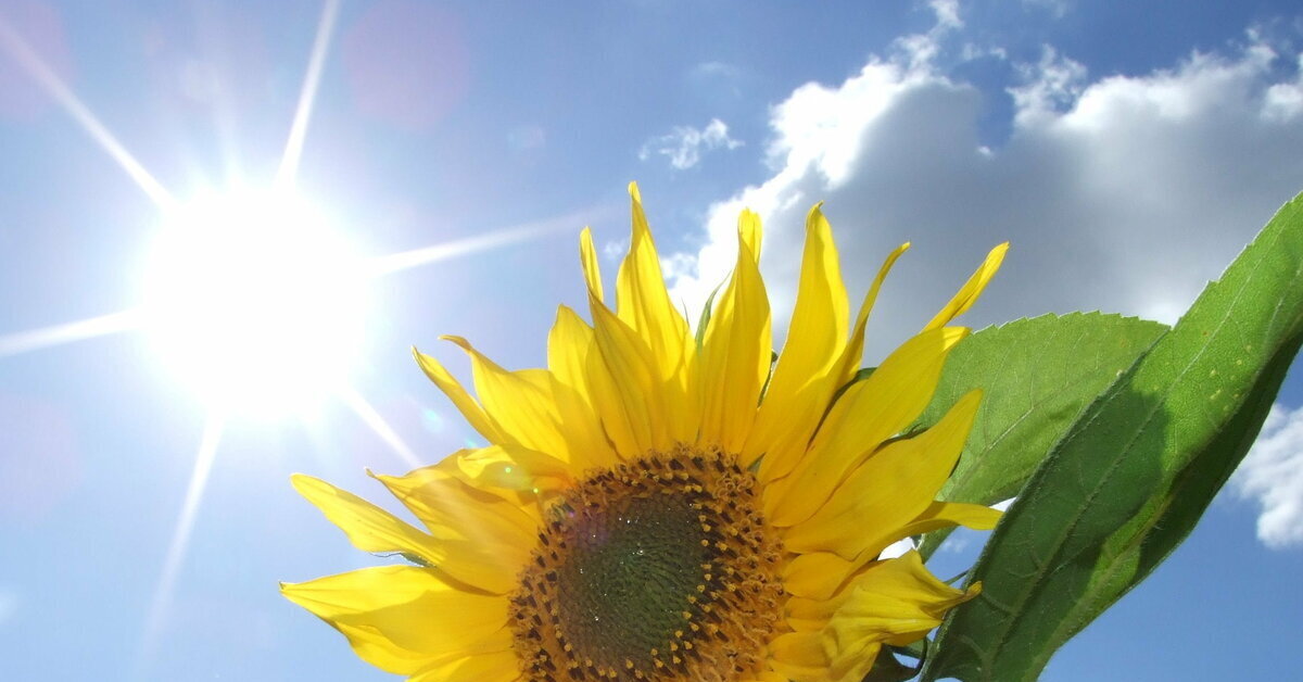 Подсолнухи солнечный. Подсолнух и солнце. Солнце и растения. Цветок солнца-подсолнечник. Цветы и солнце.