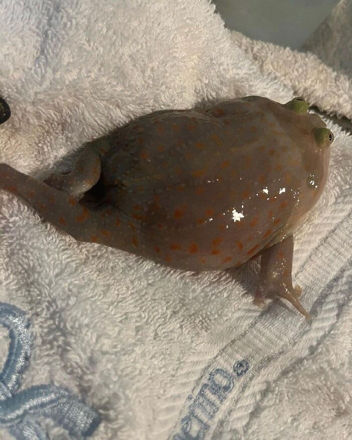 Сможешь ли ты устоять, мой чувак?