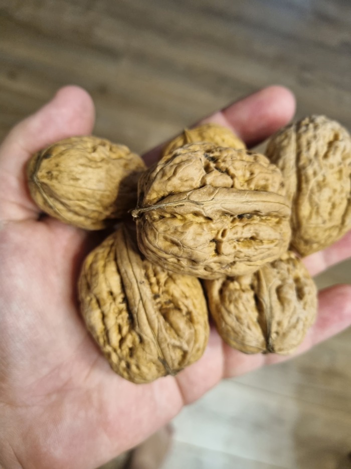 Как орехи мощно поднимают потенцию у мужчин и женщин